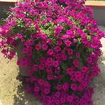 Bed and Breakfast La Corte D'emilio Βινιόλα