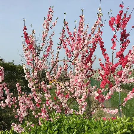 La Corte D'emilio فندق مبيت وإفطار