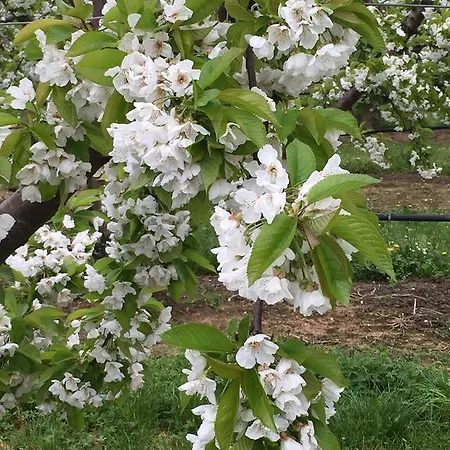 La Corte D'emilio فندق مبيت وإفطار
