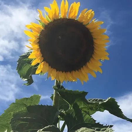 La Corte D'emilio فندق مبيت وإفطار فينيولا