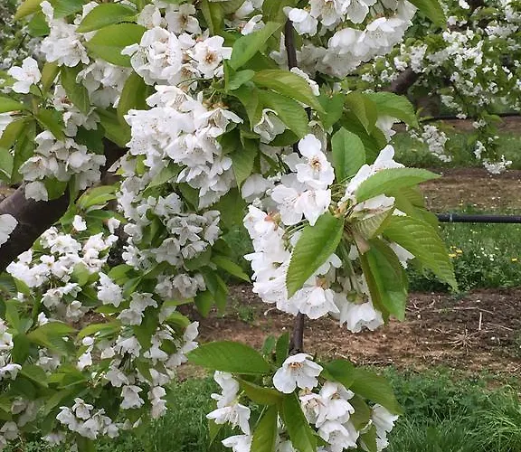 La Corte D'emilio فندق مبيت وإفطار