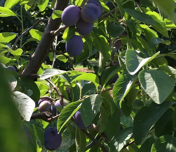 Bed & Breakfast La Corte D'emilio