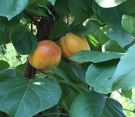 Bed & Breakfast La Corte D'emilio 3*