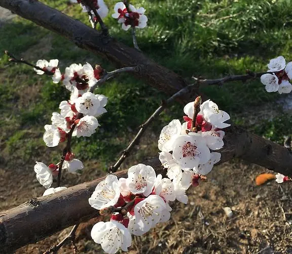 La Corte D'emilio Bed & Breakfast 3*