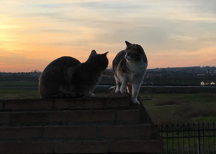 La Corte D'emilio فينيولا