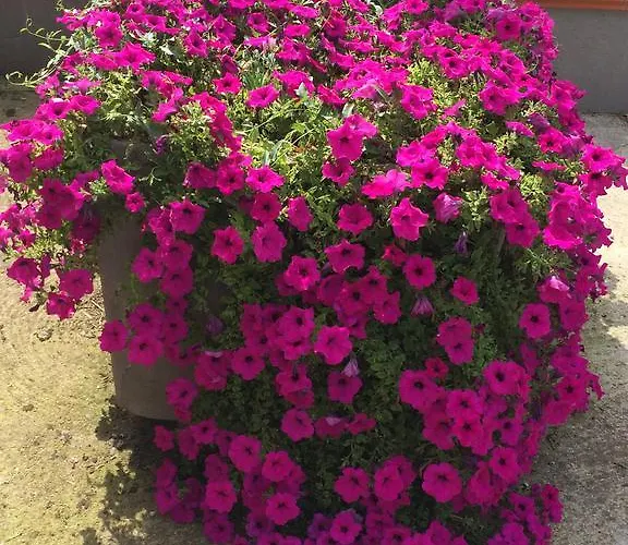 فندق مبيت وإفطار La Corte D'emilio فينيولا