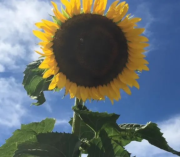 La Corte D'emilio Couette-café Vignola (Emilia-Romagna)